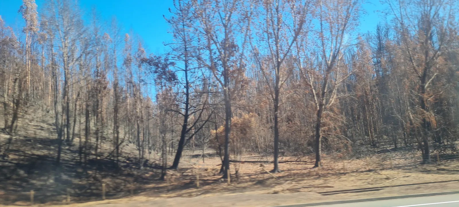 La diputada del PSdeG reclama un plan para recuperar zonas afectadas por incendios