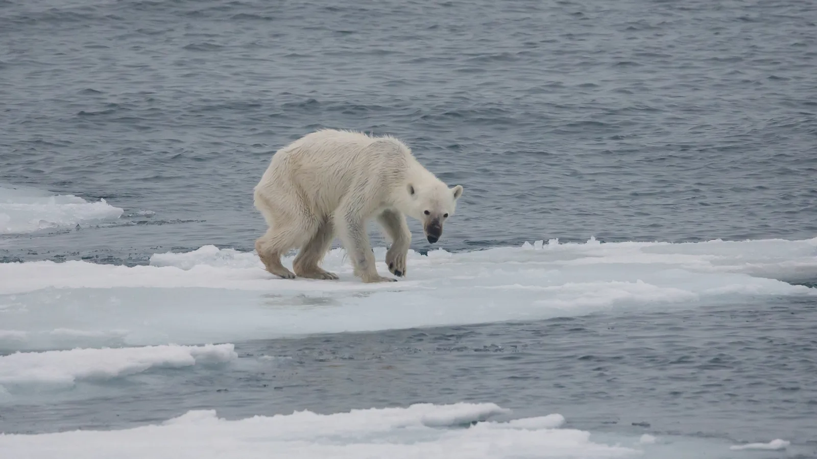 Océano global bate récord de temperatura en julio: 20,96 °C