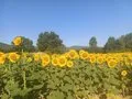 Retraso en la campaña de girasol en Córdoba por las lluvias de primavera