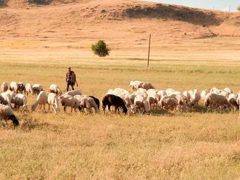 Pastores de La Rioja adaptan sus jornadas al calor: “Salimos con las ovejas a las cinco y volvemos cuando no pueden más”