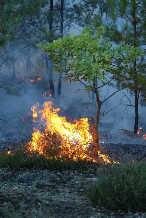 Incendio forestal en Baltar, Ourense: 120 hectáreas arrasadas