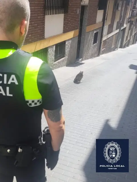 Rescatado un búho real desorientado en Martos