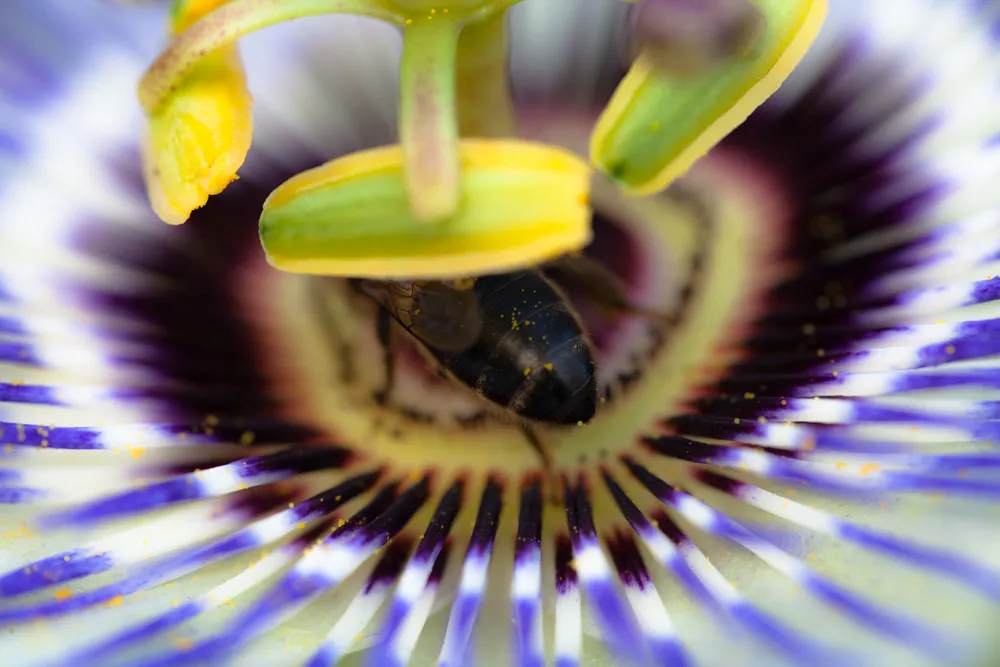 Descubren 39 especies de abejas en Galicia