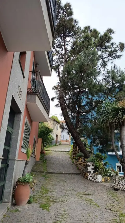 Santa Brígida tala un pino canario por riesgo de colapso en Castaño Alto