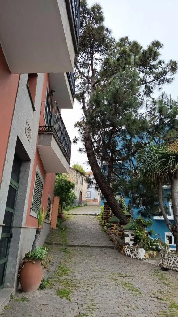 Santa Brígida tala un pino canario por riesgo de colapso en Castaño Alto