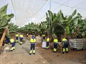 Gáldar retira más de 7,8 toneladas de residuos de parcelas agrícolas abandonadas