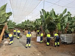 Gáldar retira más de 7,8 toneladas de residuos de parcelas agrícolas abandonadas